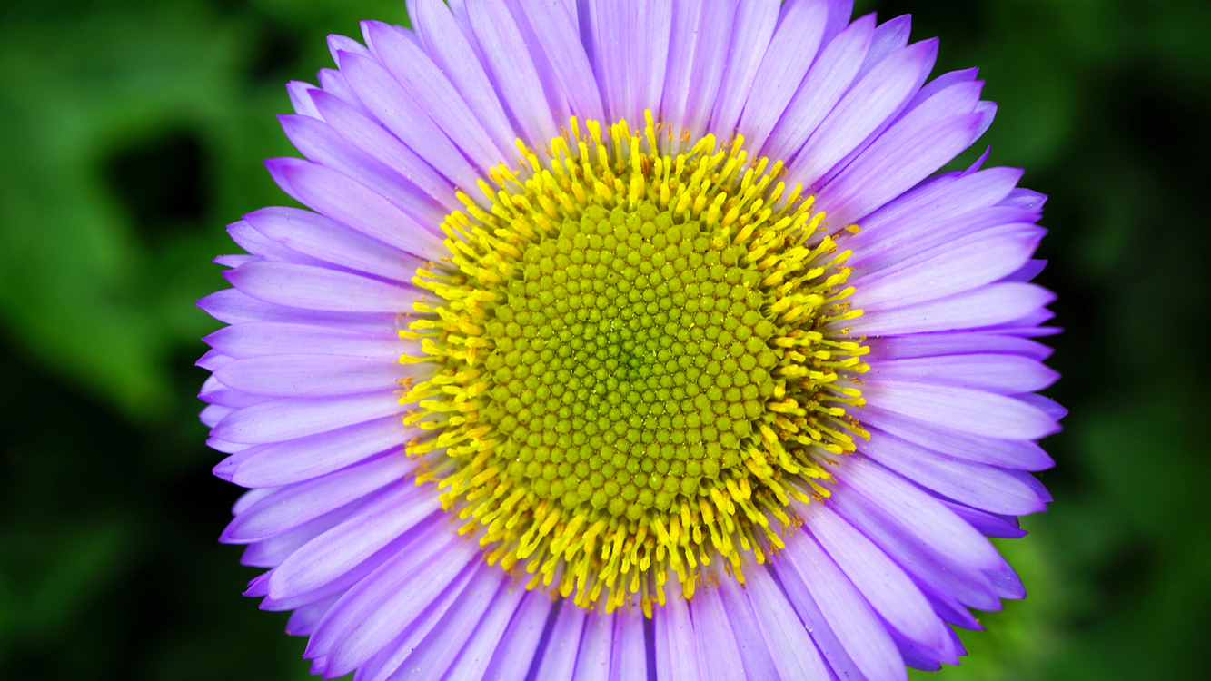 Pollen,Plant,Close Up