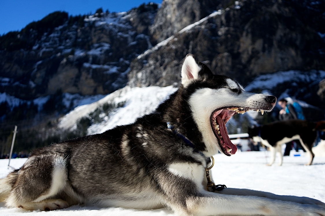 Carnivoran Dog Breed Saarloos Wolfdog Background Royalty Free Photo Illustration