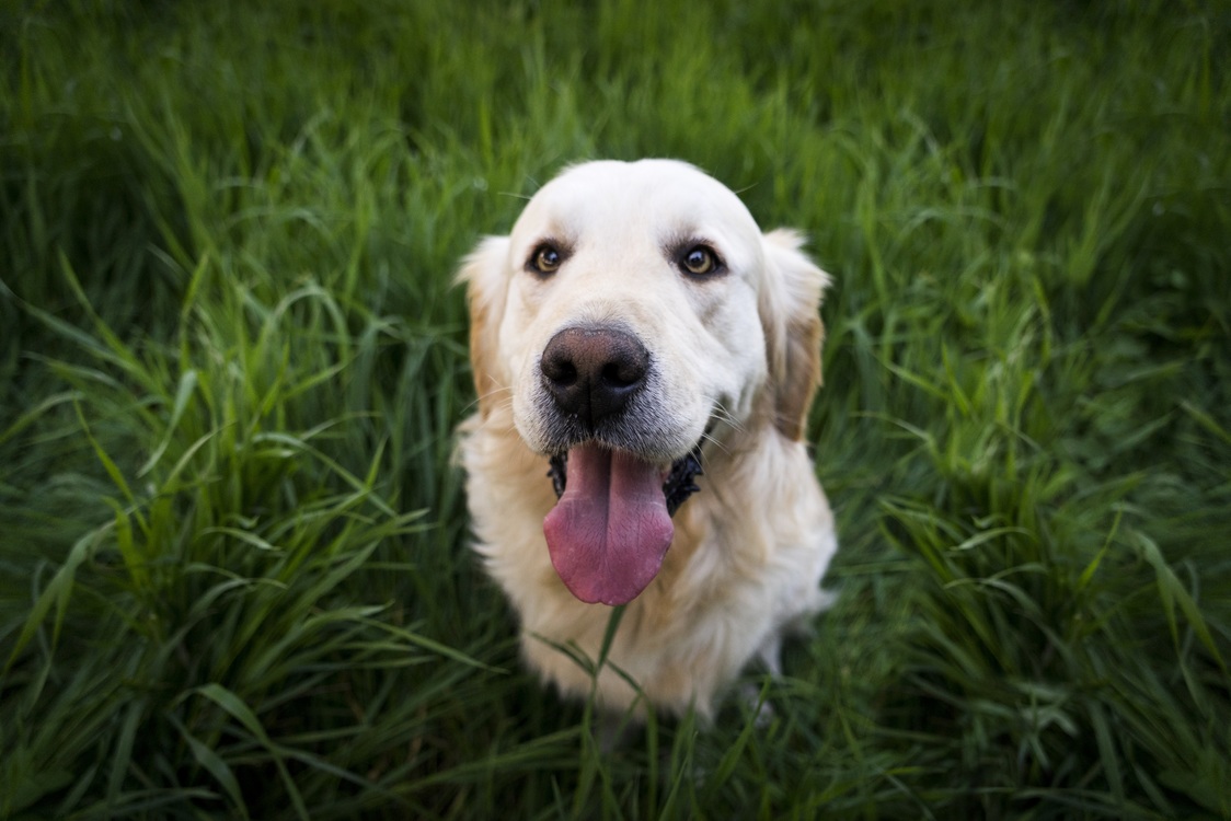 Companion Dog,Labrador Retriever,Dog