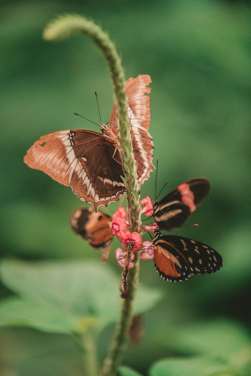 Butterfly,Nectar,Moth