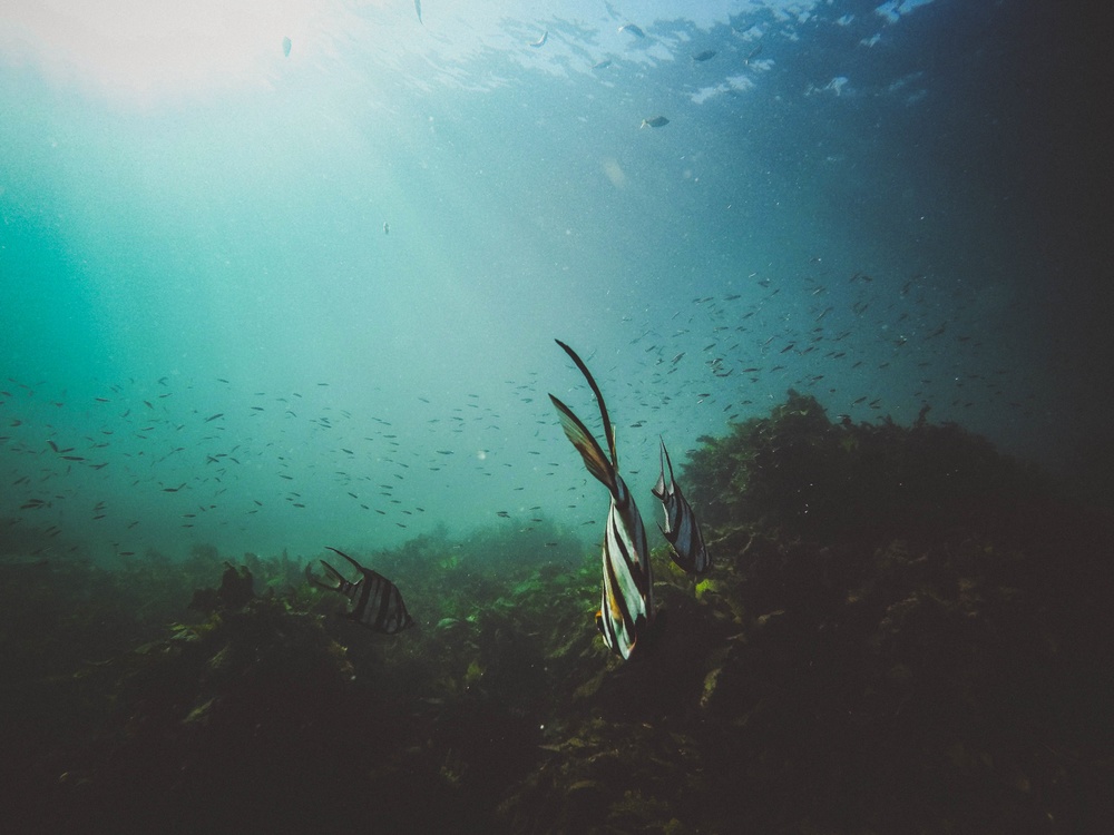 Underwater,Reef,Marine Biology