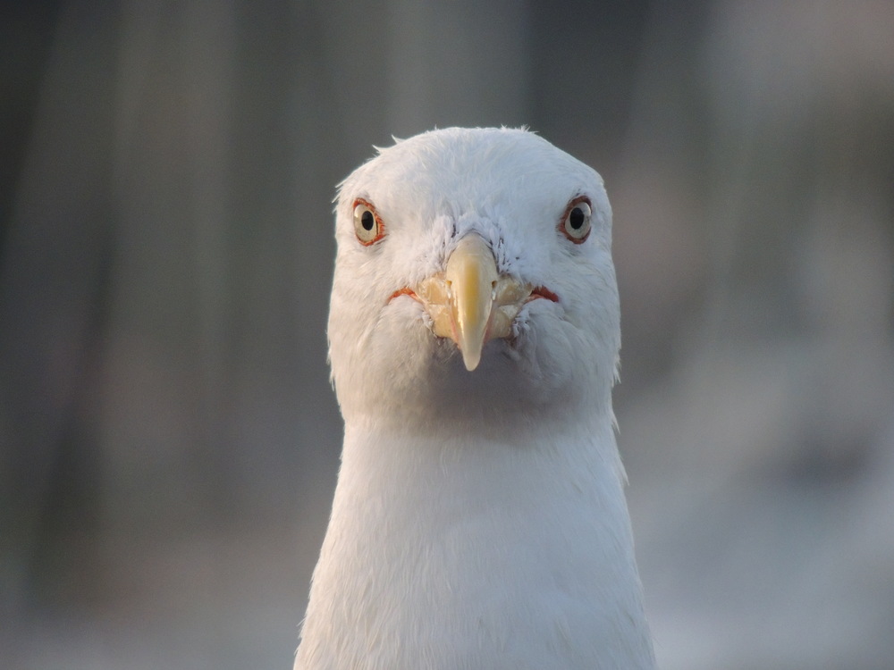European Herring Gull,Close Up,Gull