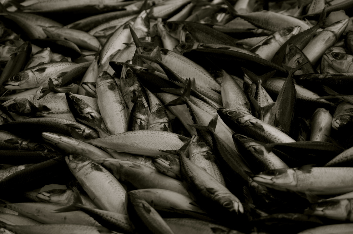 Sardine,Forage Fish,Monochrome Photography