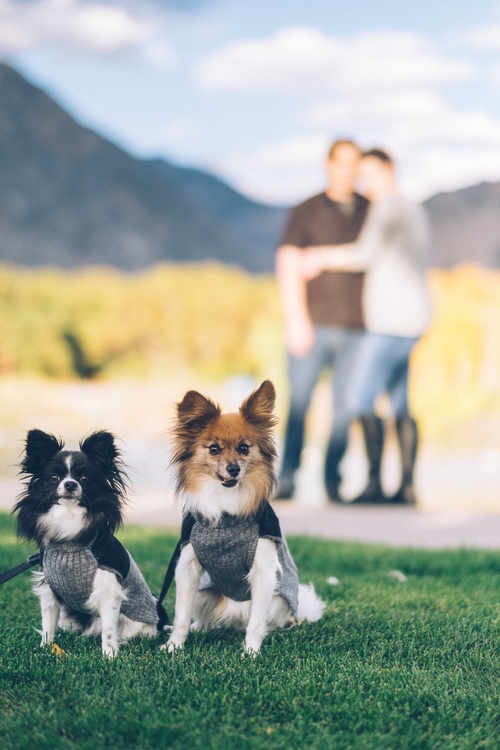 Companion Dog,Puppy,Obedience Training