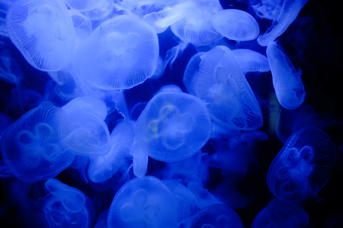 Blue,Marine Invertebrates,Electric Blue
