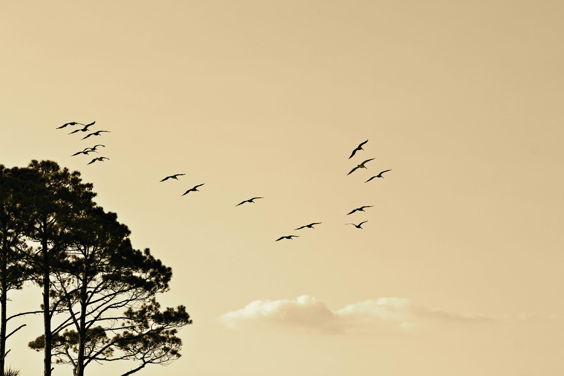 Bird Migration,Tree,Sky