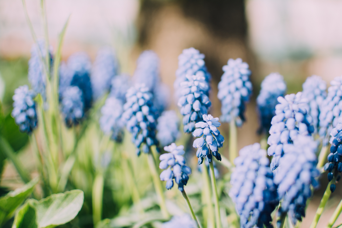 Blue,Hyacinth,Plant