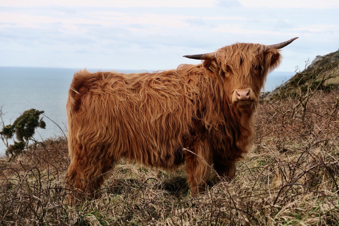 Wildlife,Highland,Livestock