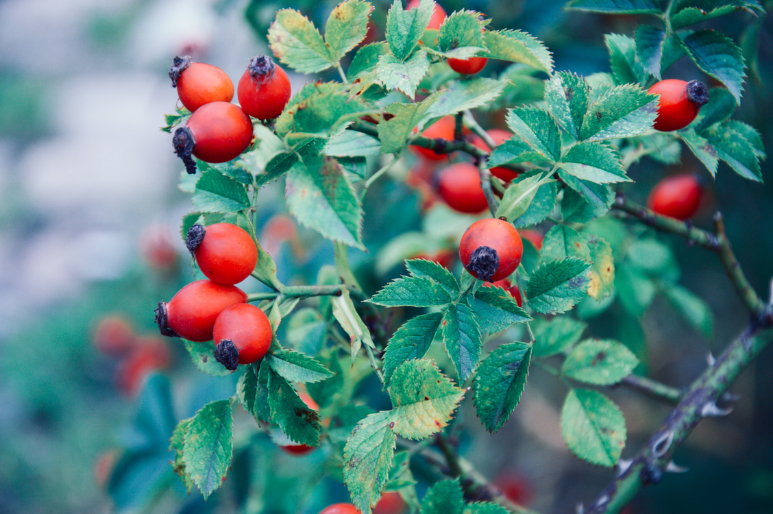 Plant,Hawthorn,Lingonberry