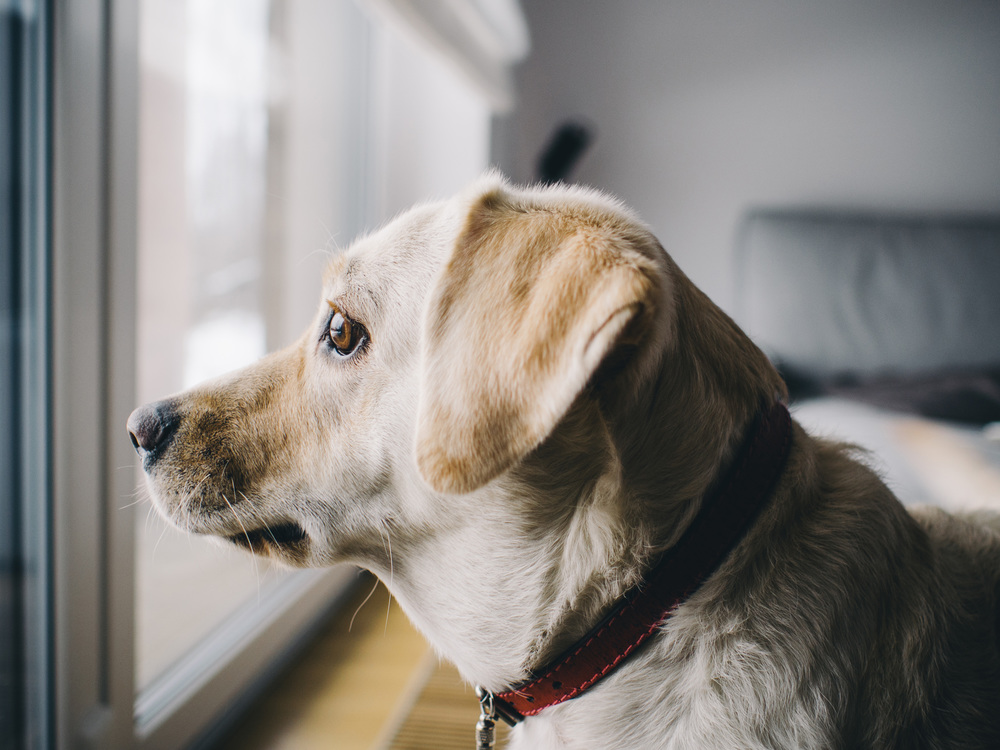 Companion Dog,Labrador Retriever,Whiskers