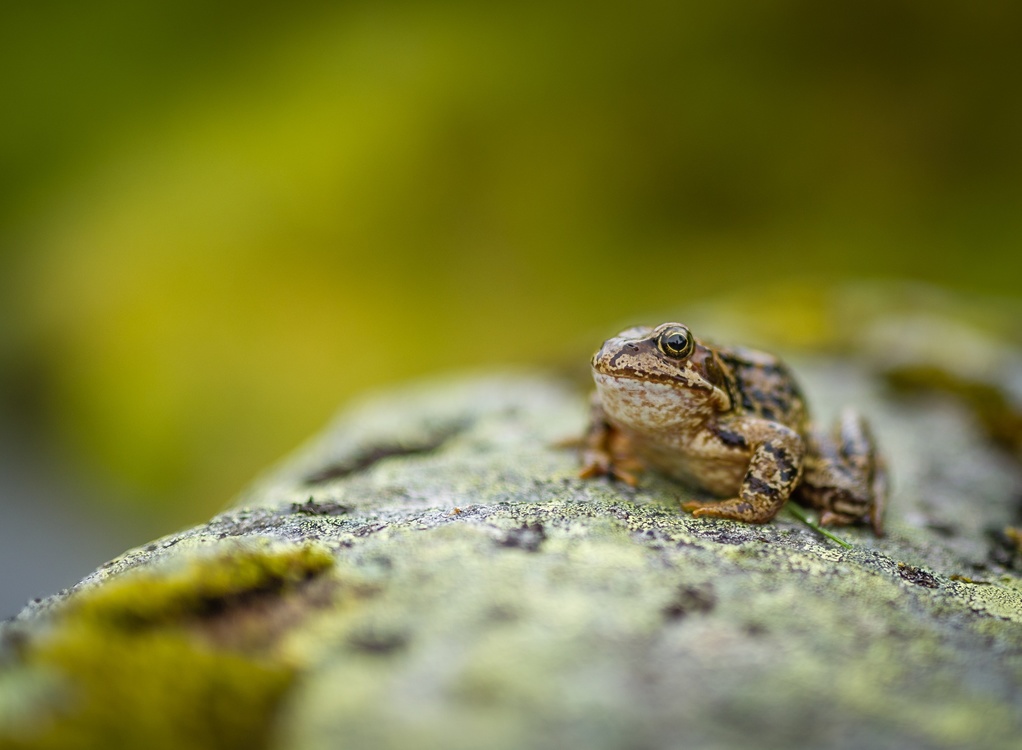 Wildlife,Close Up,Toad