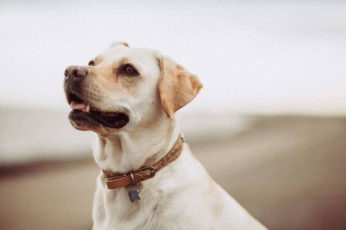 Companion Dog,Labrador Retriever,Dog