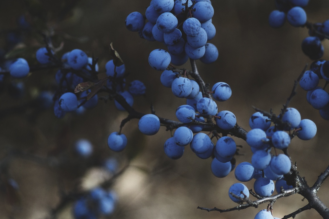 Blue,Plant,Juniper Berry