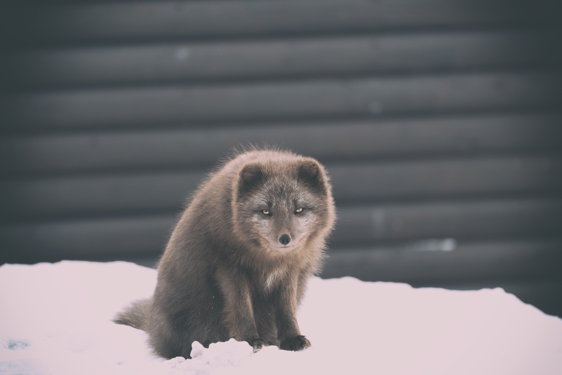 Arctic Fox,Wildlife,Fur