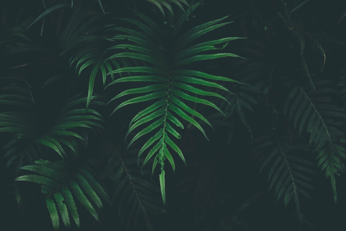 Plant,Leaf,Darkness