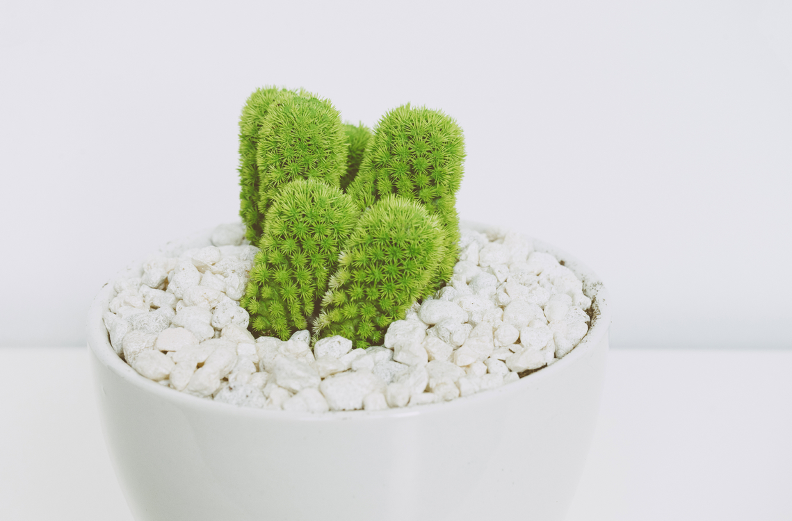 Plant,Flowerpot,Cactus