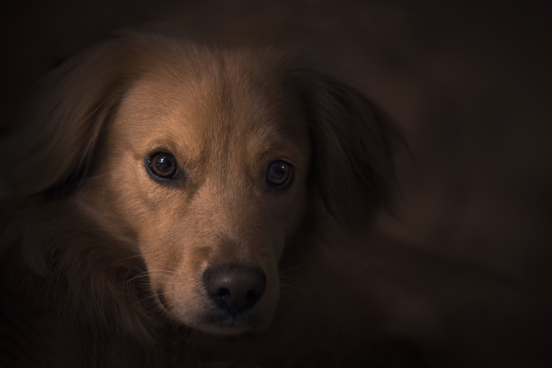 Companion Dog,Close Up,Eye