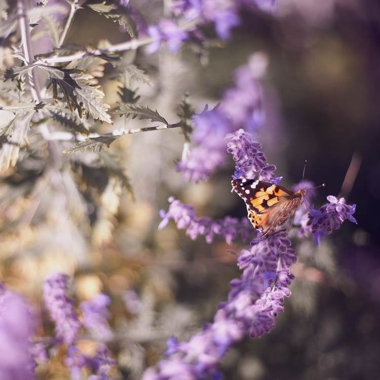 Butterfly,Flora,English Lavender