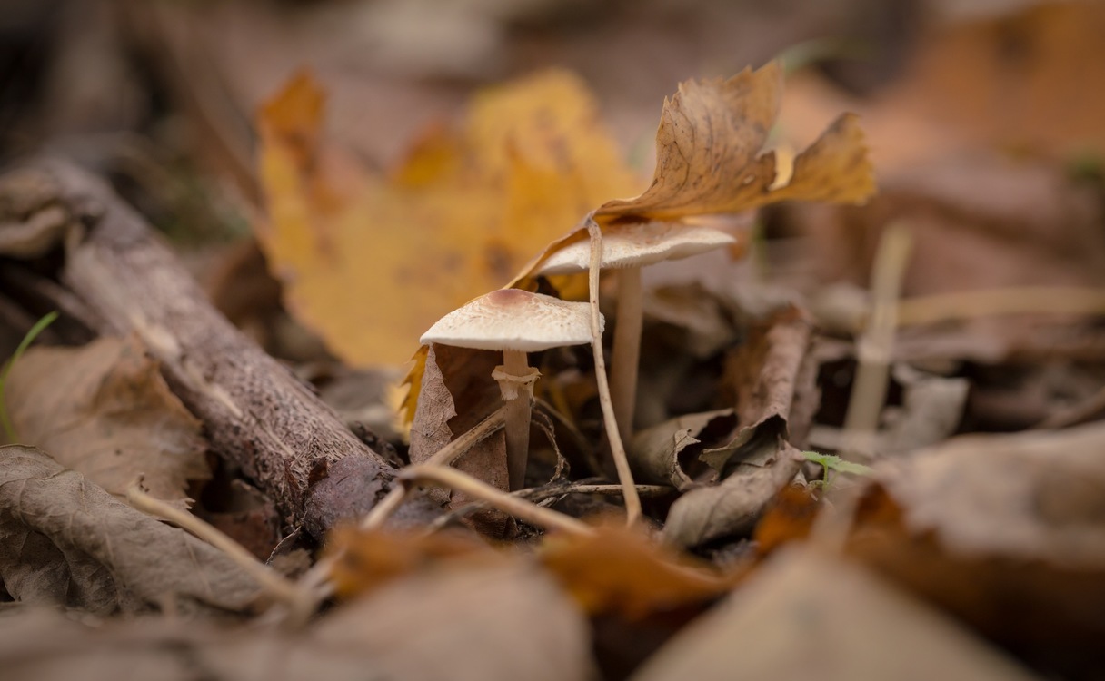 Autumn,Leaf,Mushroom