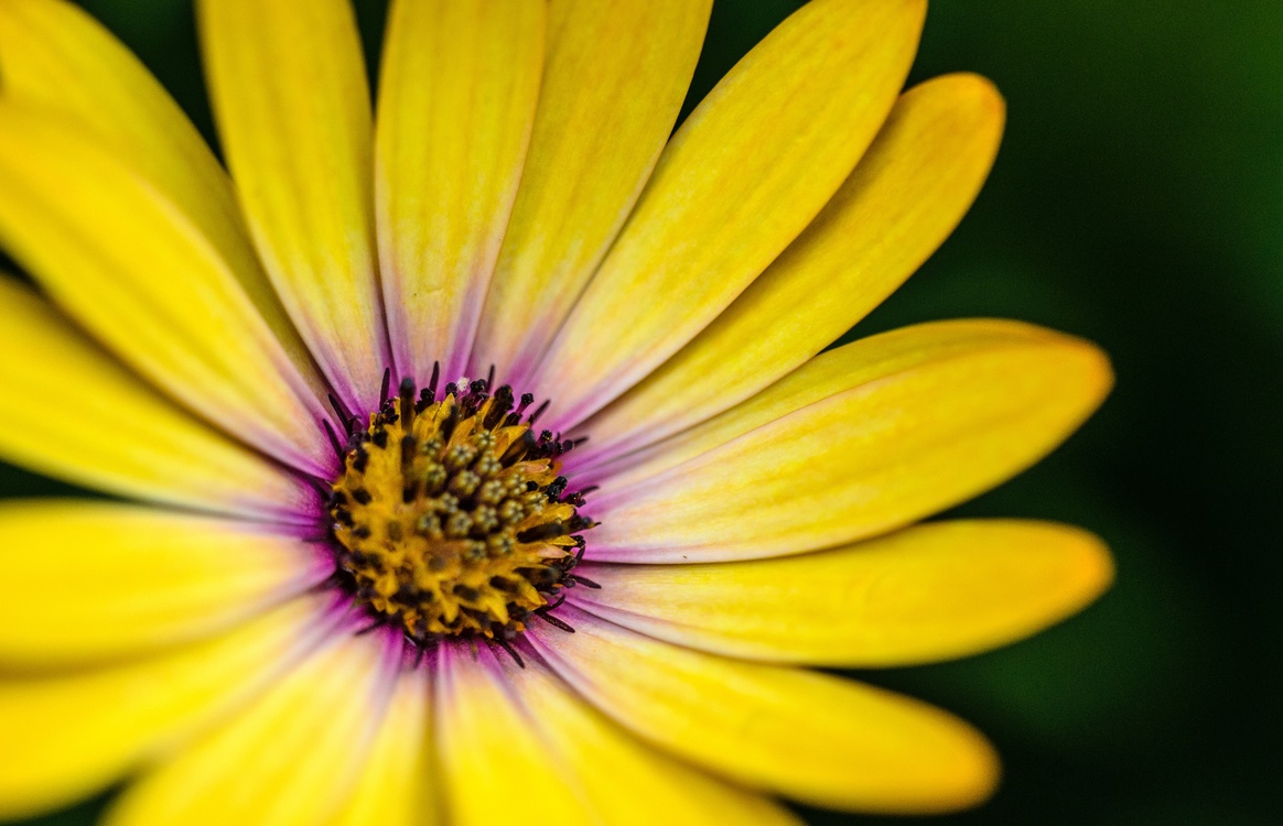 Pollen,Flora,Nectar