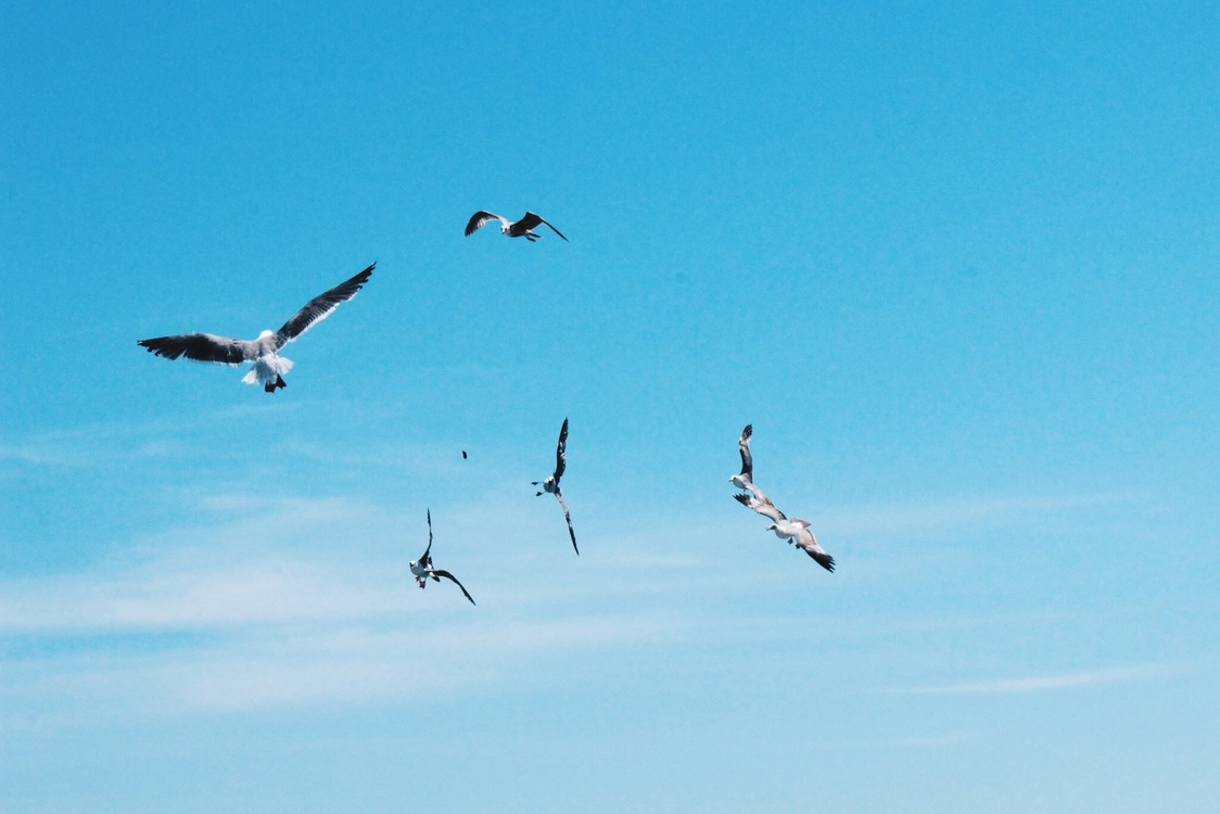 Bird Migration,Flight,Gull