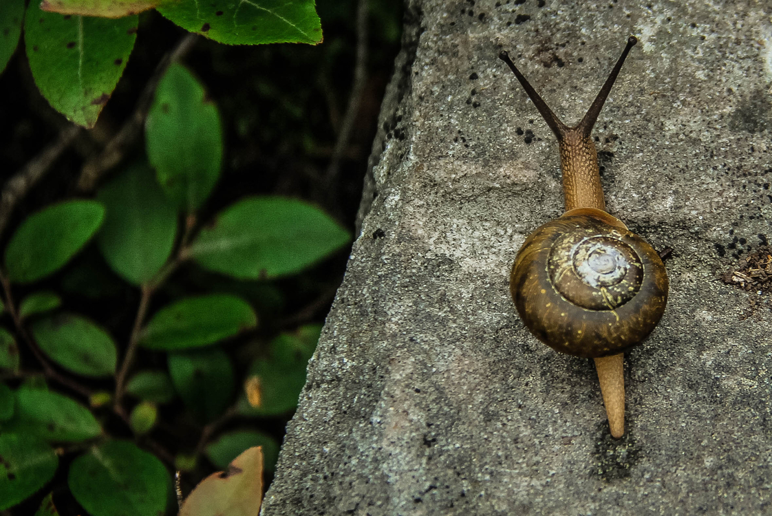 Flora,Snail,Terrestrial Animal