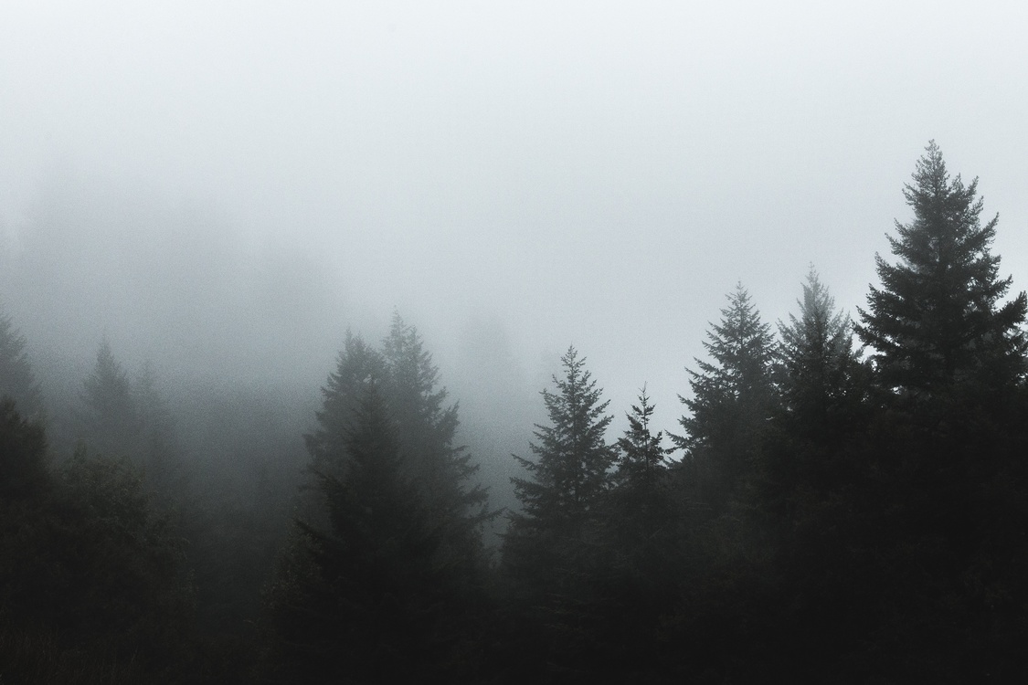 Atmosphere,Phenomenon,Spruce Fir Forest