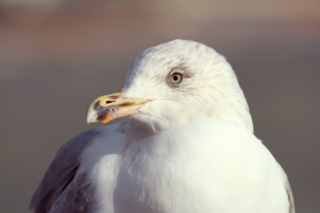 European Herring Gull,Close Up,Neck