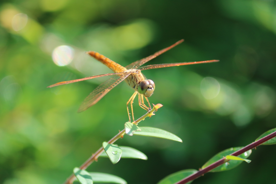 Dragonfly,Wildlife,Organism