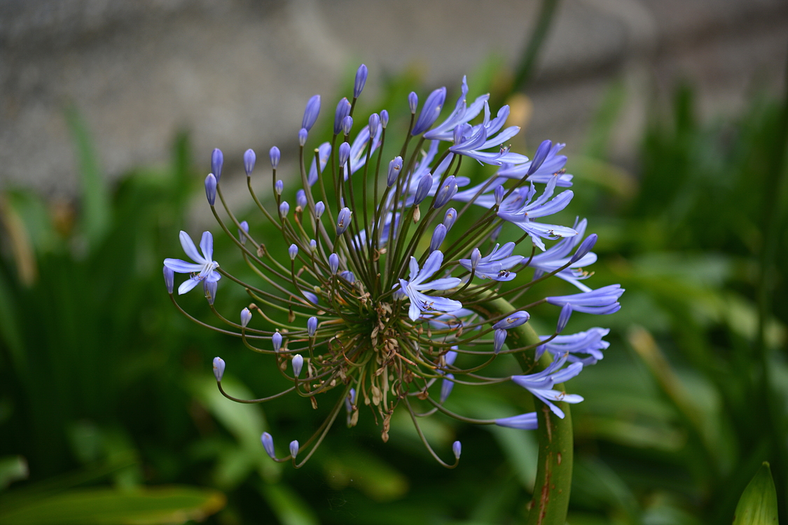 Blue,Plant,Flora
