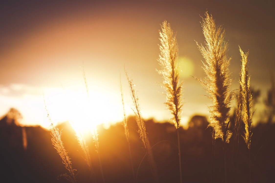Atmosphere,Evening,Wheat