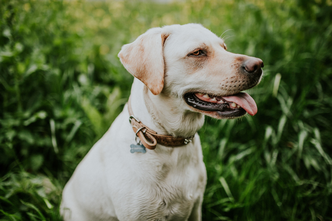Companion Dog,Labrador Retriever,Carnivoran