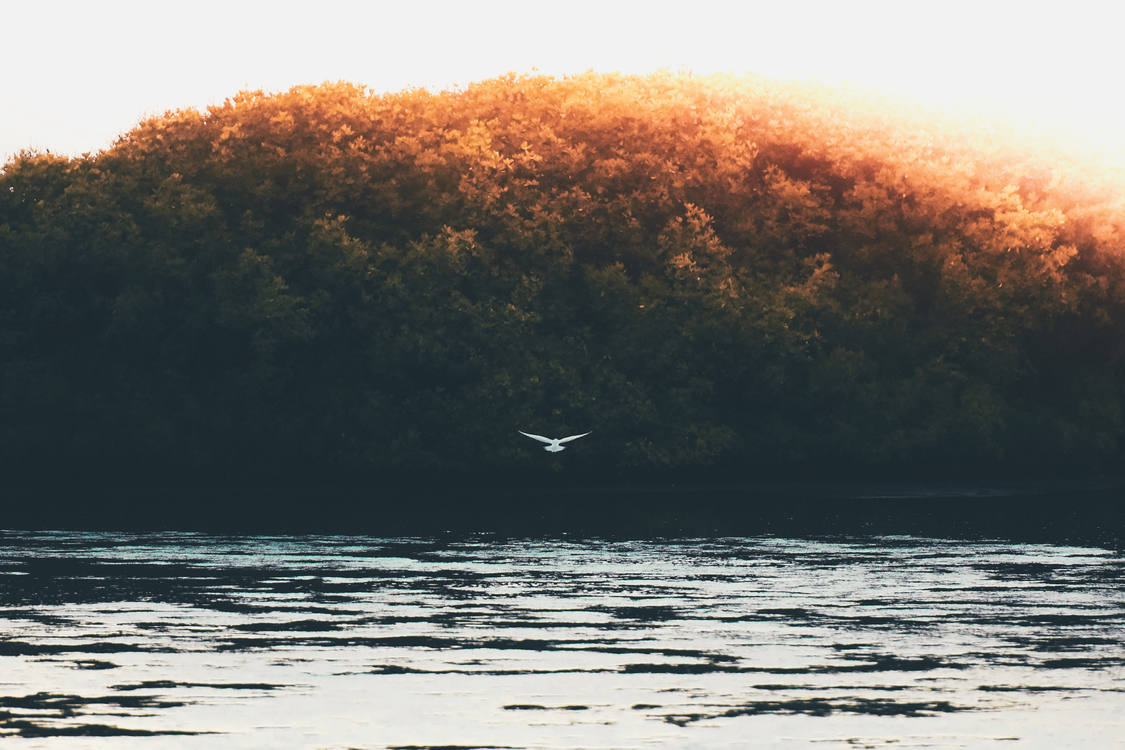 River,Horizon,Seabird