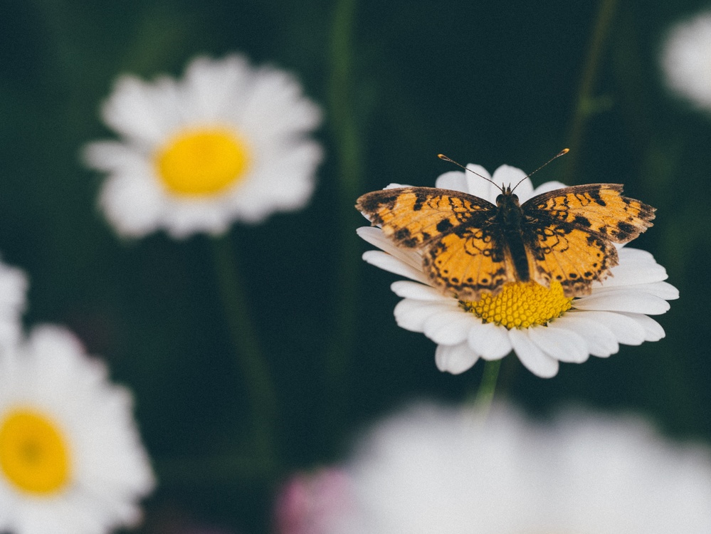 Butterfly,Pollen,Flower