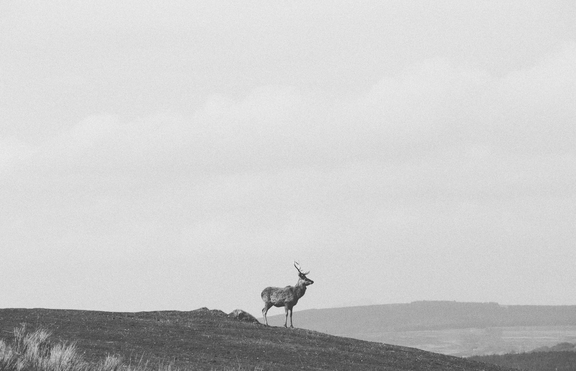 Wildlife,Deer,Monochrome Photography