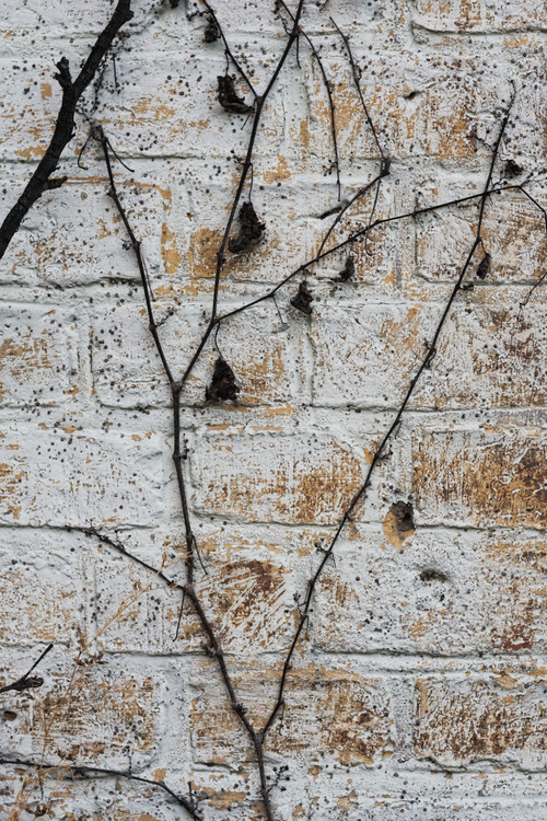 Wall,Tree,Texture