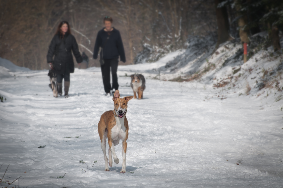 Winter,Sled Dog Racing,Arctic