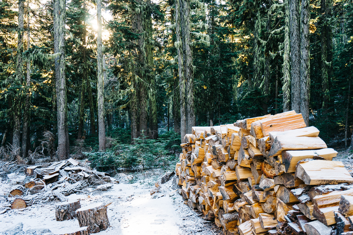 Logging,Winter,Woodland