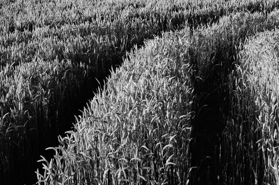 Grass Family,Wheat,Commodity
