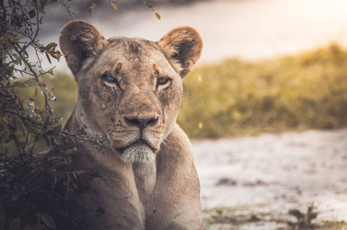 Masai Lion,Wildlife,Grass