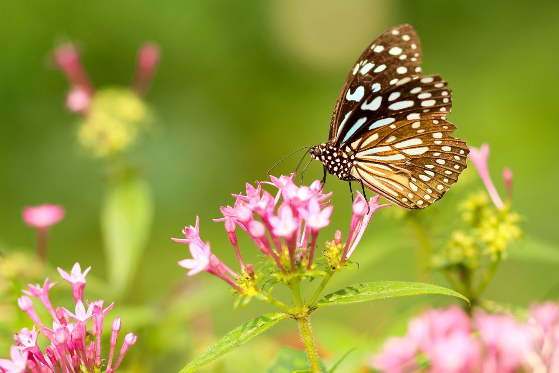 Butterfly,Flower,Nectar