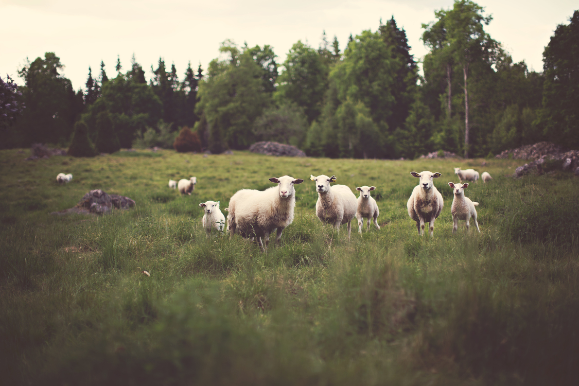 Sheep,Wildlife,Livestock