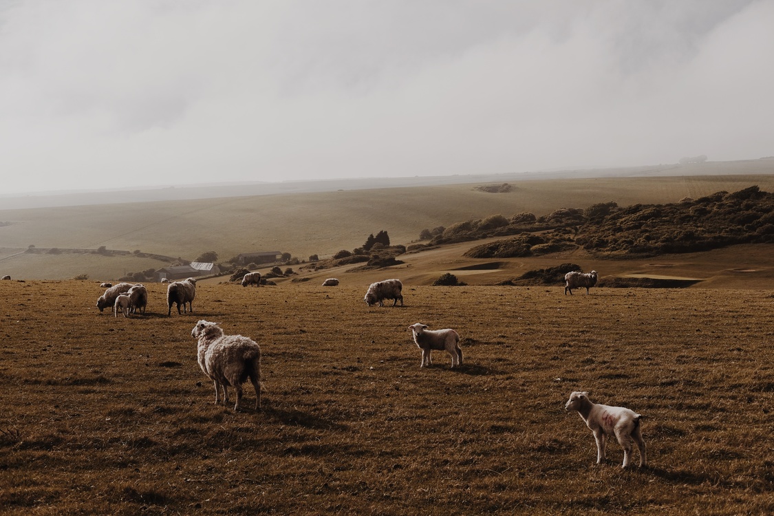 Livestock,Prairie,Pasture
