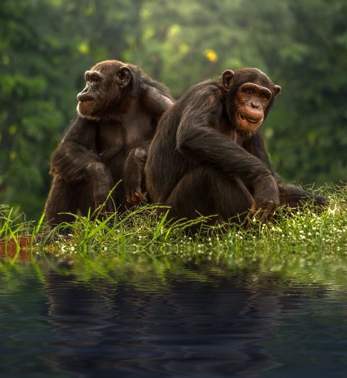 Wildlife,Primate,Macaque