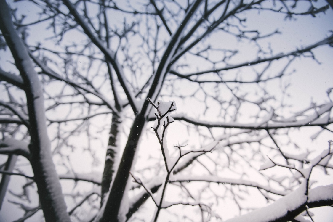 Winter,Monochrome Photography,Tree