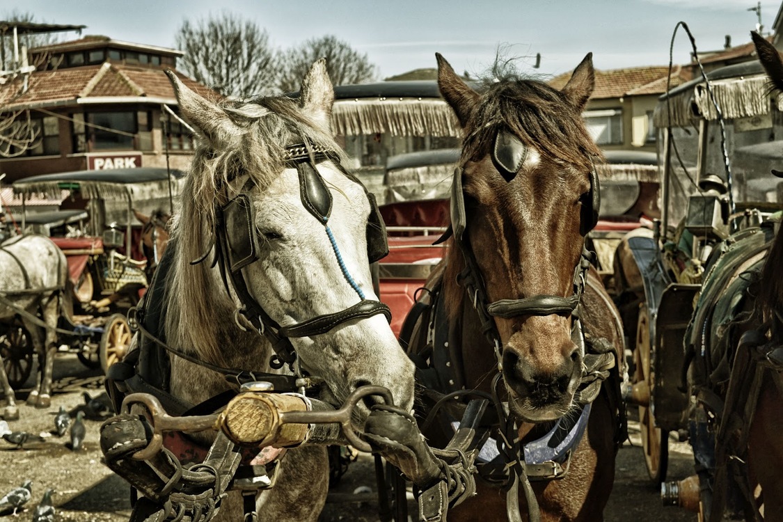 Horse,Pack Animal,Horse Tack