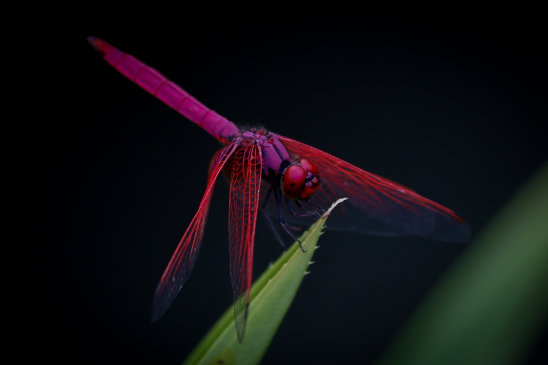 Dragonfly,Close Up,Damselfly