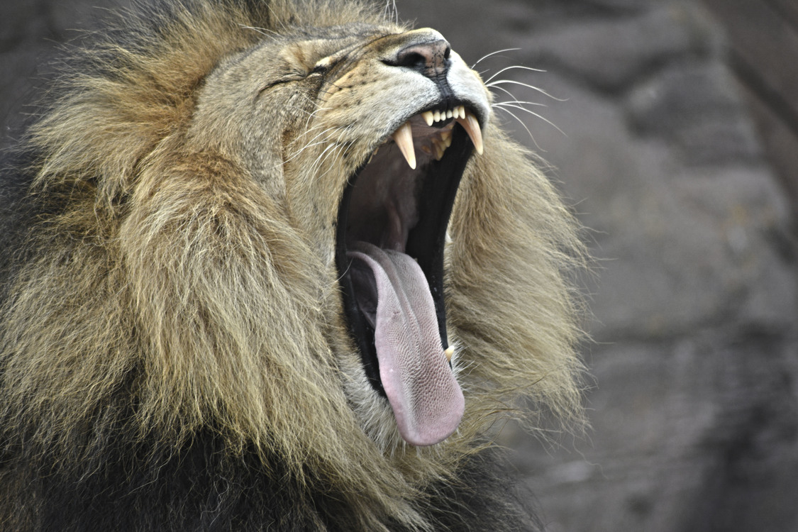 Emotion,Masai Lion,Wildlife