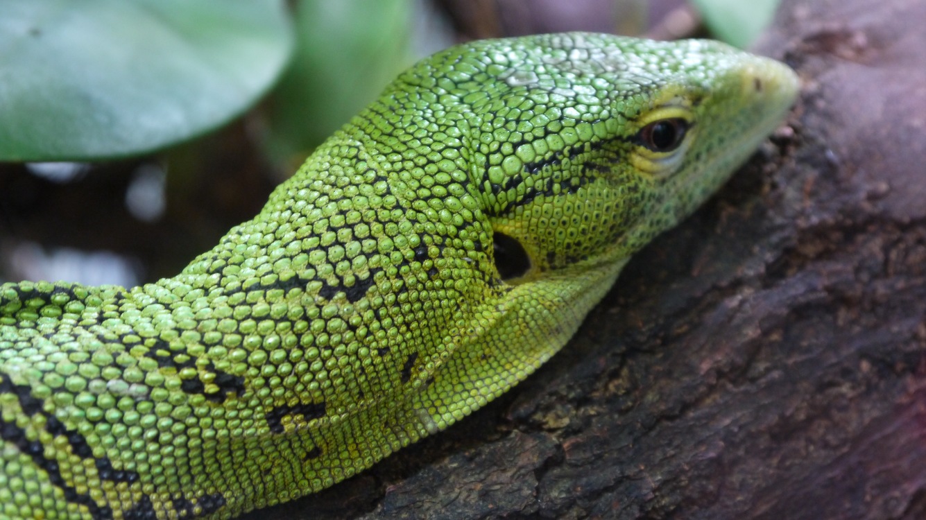 Reptile,Green Lizard,Organism