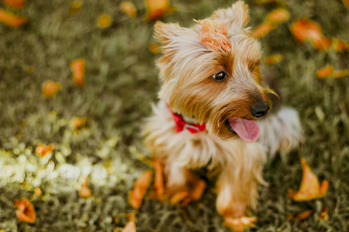 Companion Dog,Grass,Leaf